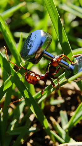 ant lifting metal cufflinks