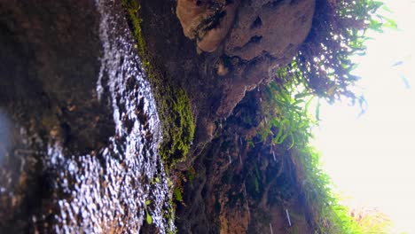 Drops-of-freshwater-dripping-with-green-plants-growing-on-steep-cliff-face,-natural-water-source,-in-remote,-desert-environment