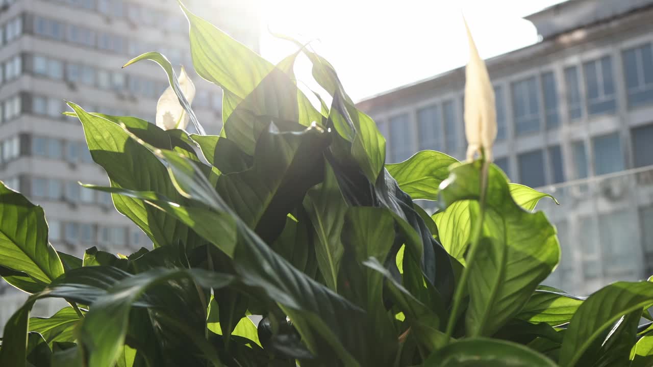 Peace Lily in Front of City Buildings