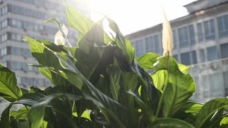 peace lily in front of city buildings