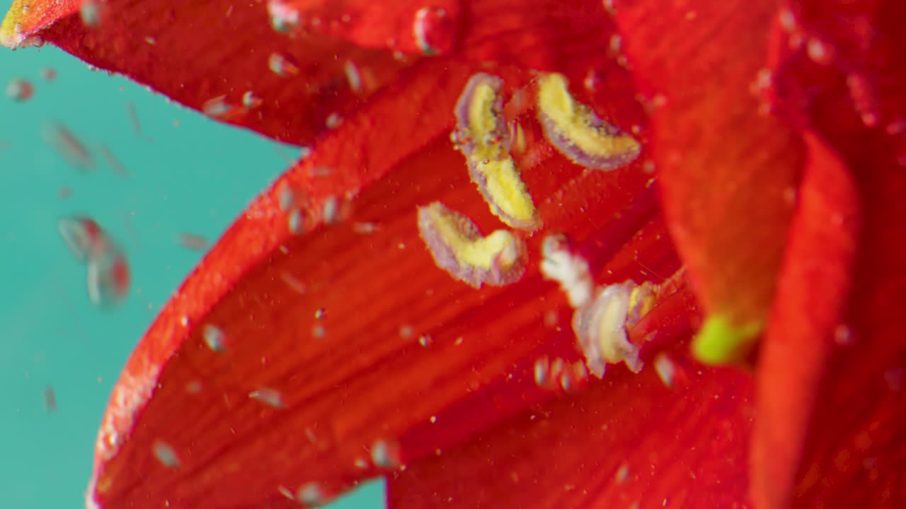 은 꽃 수중 매크로