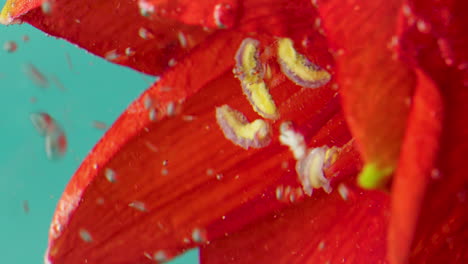 red flower underwater macro