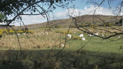 Ovejas-En-Un-Pasto-En-Las-Tierras-Altas-De-Irlanda