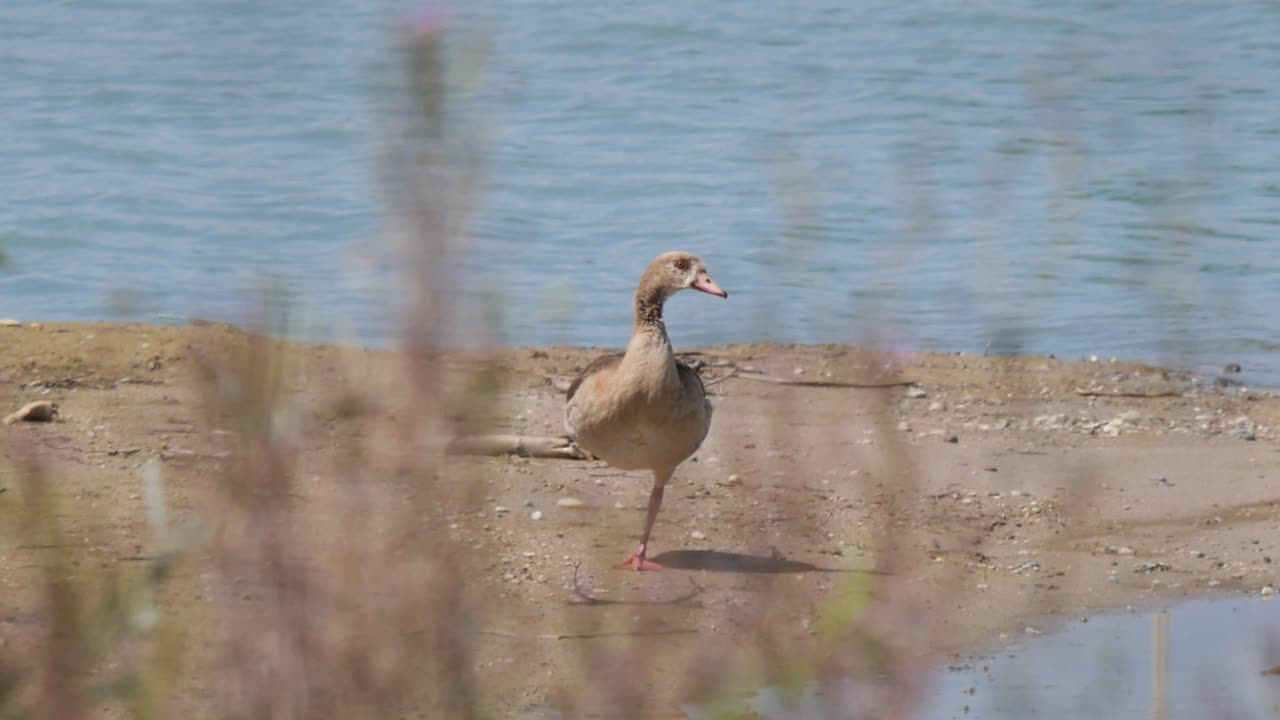 Egyptian Goose Taking a Rest at the Shore of a Quarry Lake