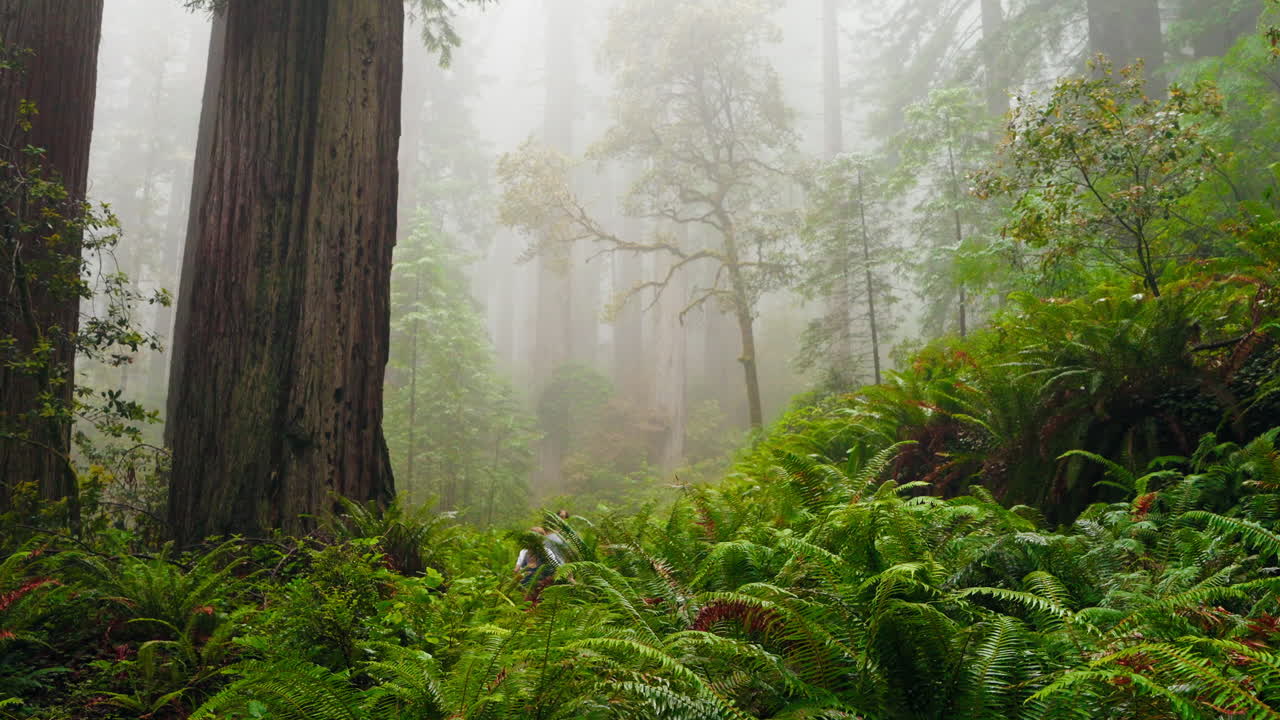 Family adventures in the redwoods a mother and her children journey together