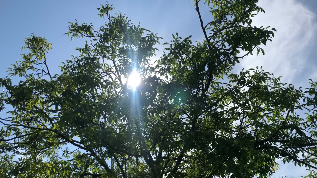 солнечный свет, проходящий через ветви