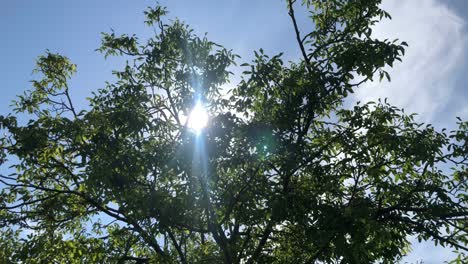 la luz del sol a través de las ramas