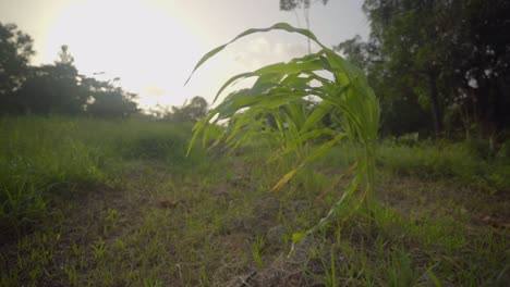 Corn-maize-in-field-with-sunset-behind