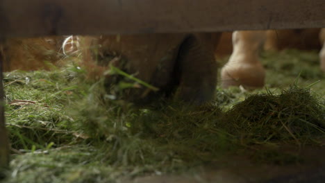 primer plano de un caballo comiendo