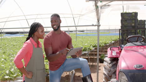 discussing farm operations, two african american farmers using tablet in hydroponic greenhouse