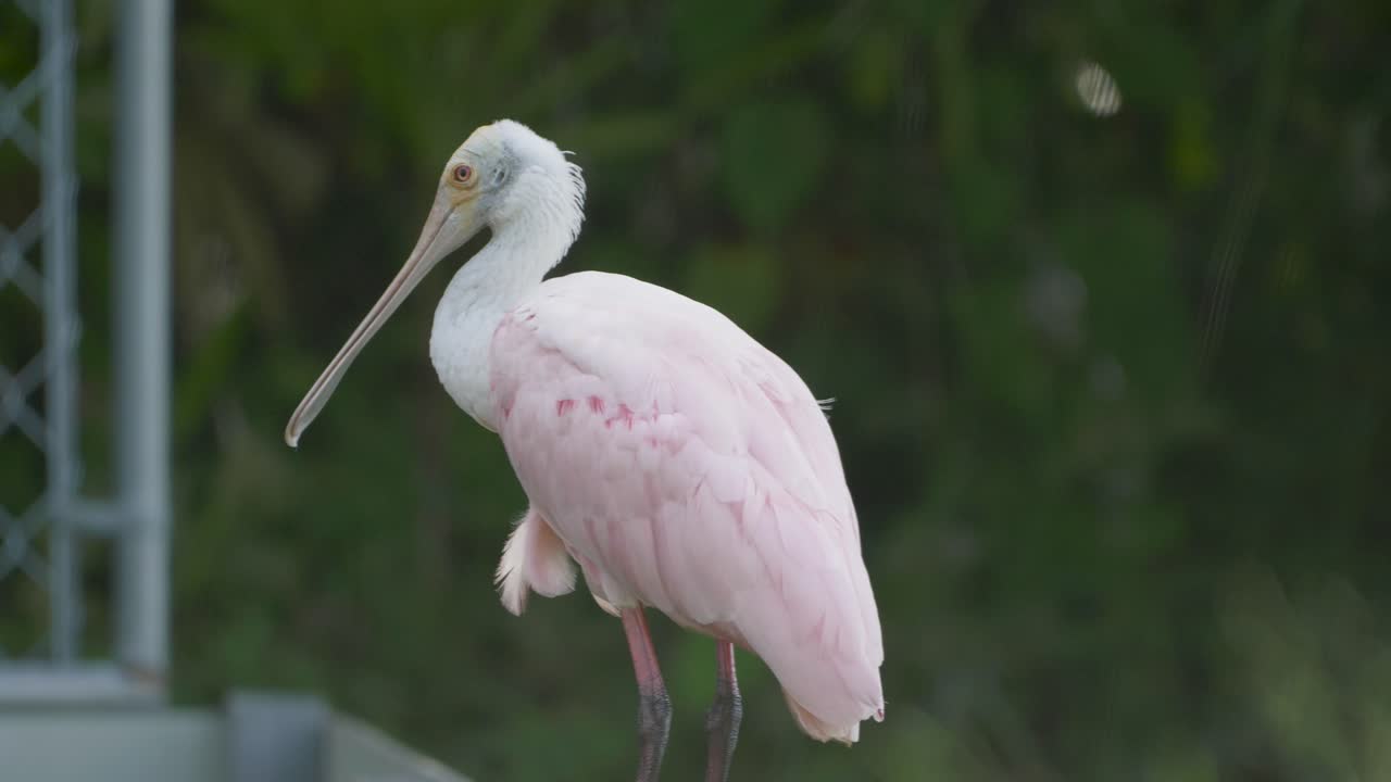 A roseate spoonbill perches near a fence in soft light, showcasing its distinctive pink plumage and long spoon-shaped bill