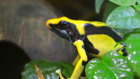 close up shot of golden poison frog perched on leaves in nature