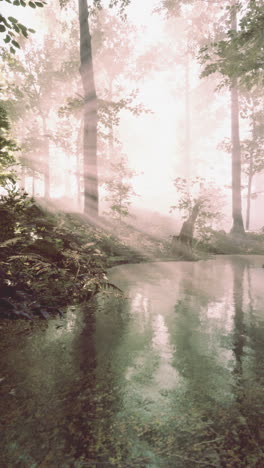 mystical foggy forest with sunbeams and stream