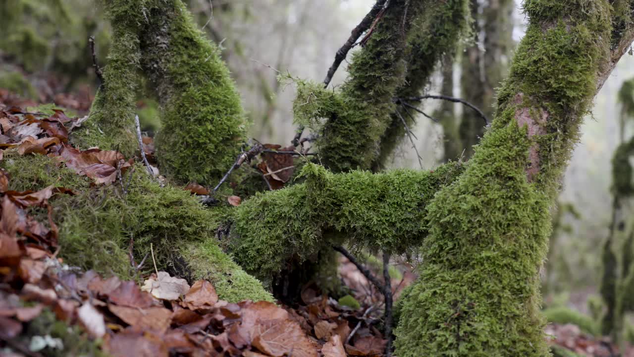el camino de los templarios en los exuberantes bosques de millau, francia