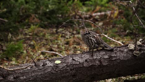 a grouse sits on a fallen tree in the woods in slow motion