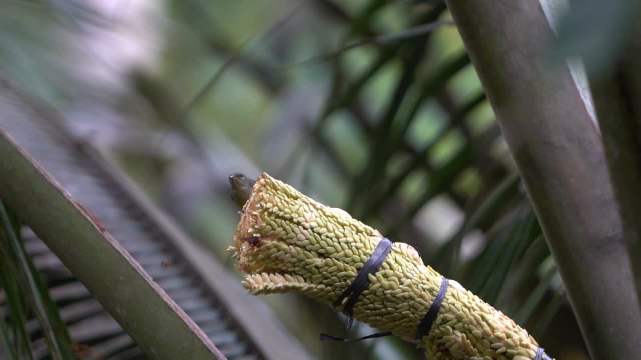 갈색 목의 새 (brown-throated sunbird or burung madu kelapa) 는 코코 나무에 앉아서 먹는다.