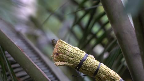 Braunkehlnektarvogel-Oder-Burung-Madu-Kelapa,-Der-Auf-Einer-Kokospalme-Hockt-Und-Frisst