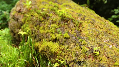 close-up of mossy log in dunkeld, scotland