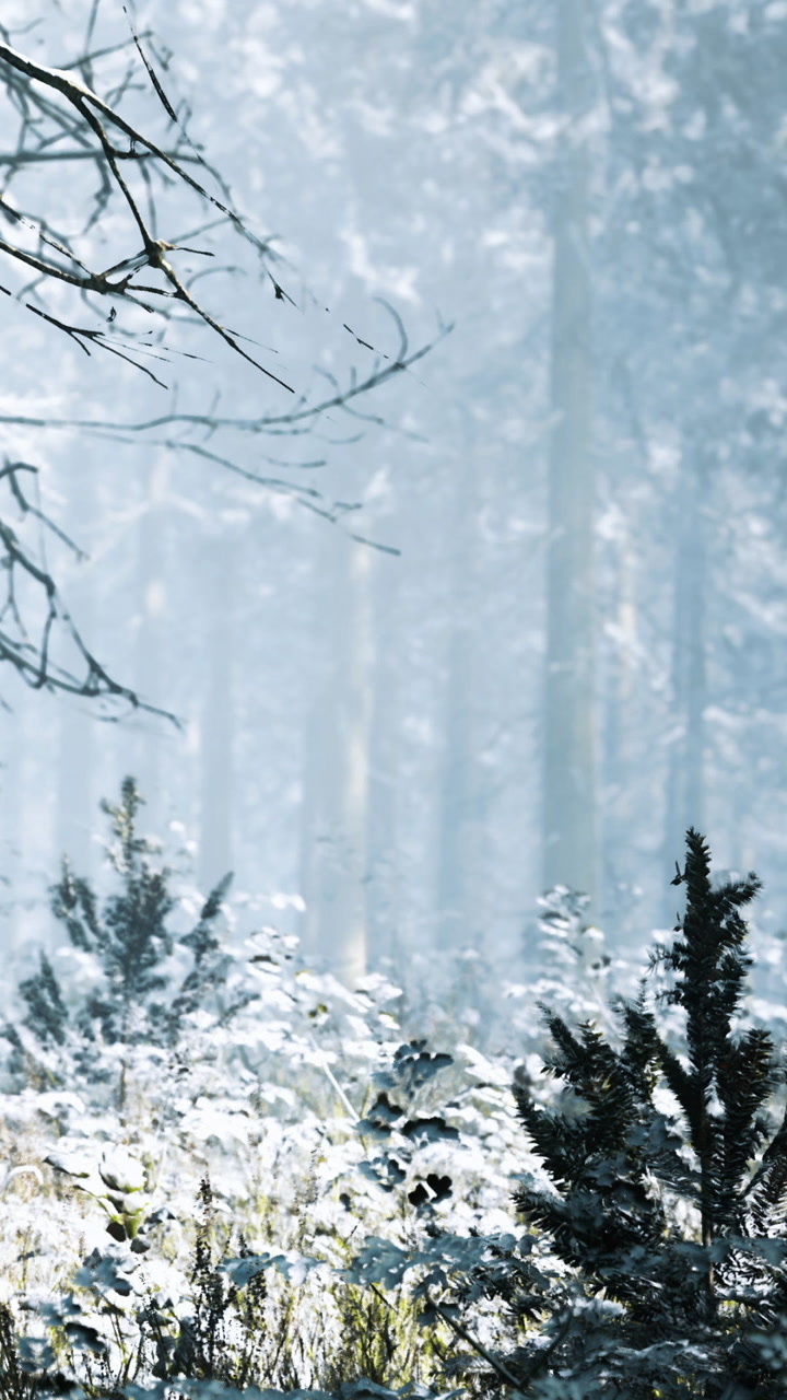 Winter scene in forest with snow and trees in soft light during day