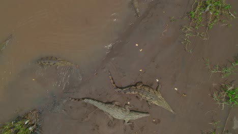 aerial top down view of wild crocodiles in a river soaking up the sunlight