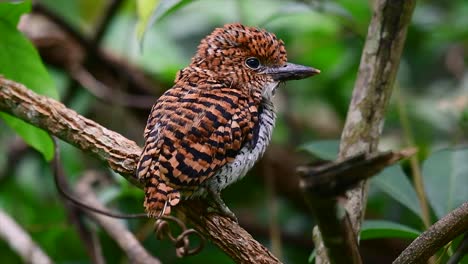 un martín pescador de árboles y una de las aves más hermosas que se encuentran en tailandia dentro de las selvas tropicales