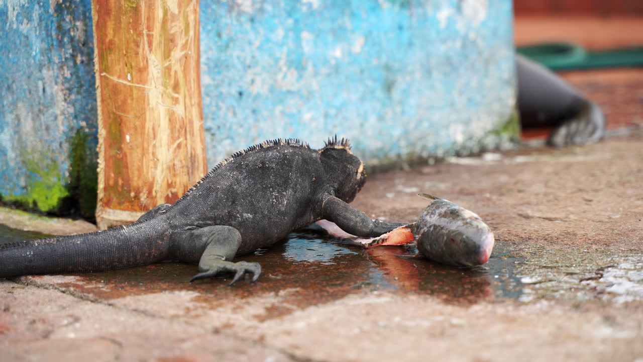 Galápagos Marine Iguana Eating Raw Fish Head On Dock Pier At Santa Cruz Island. Close Up