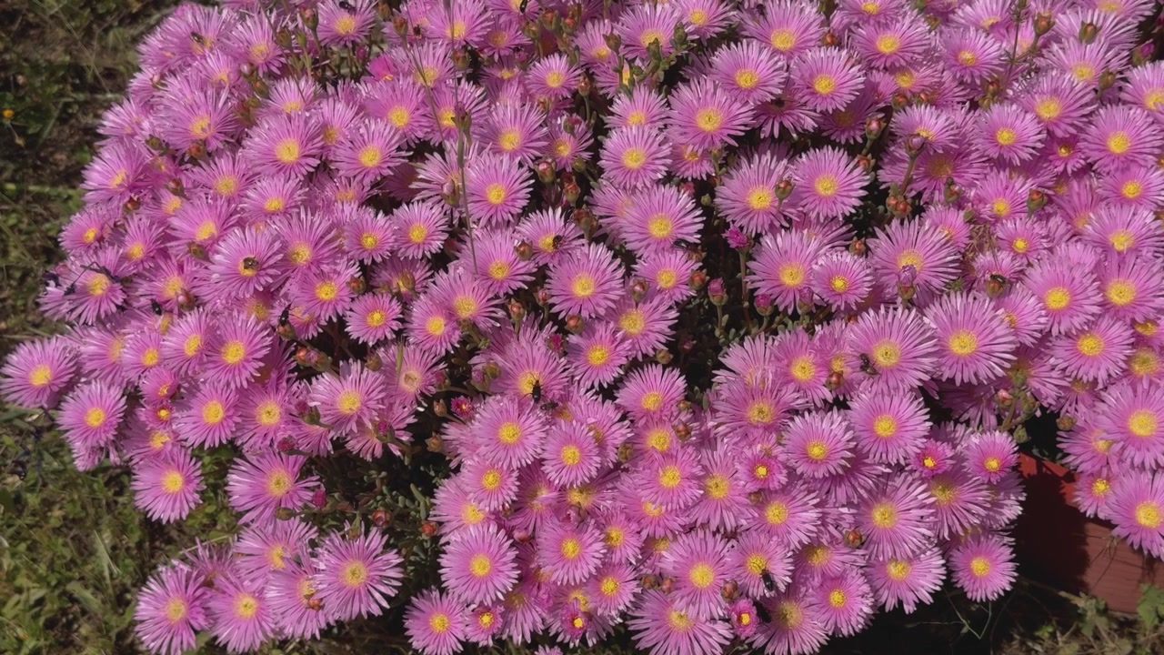 Lähikuva upeasta Lampranthus multiradiatus -kasvista, joka on peitetty eloisilla vaaleanpunaisilla kukilla ja houkuttelee lukuisia mustia kovakuoriaisia ja kärpäsiä täyden kukinnan aikana luonnollisessa kevätympäristössä