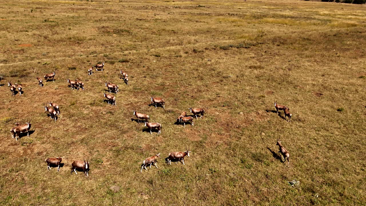 Blesbok herd standing in arid field of game reserve in Limpopo, arcing aerial