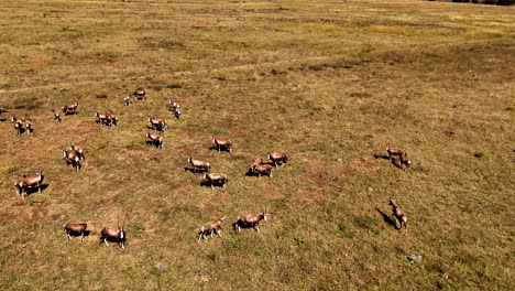 blesbok herd standing in arid field of game reserve in limpopo, arcing aerial