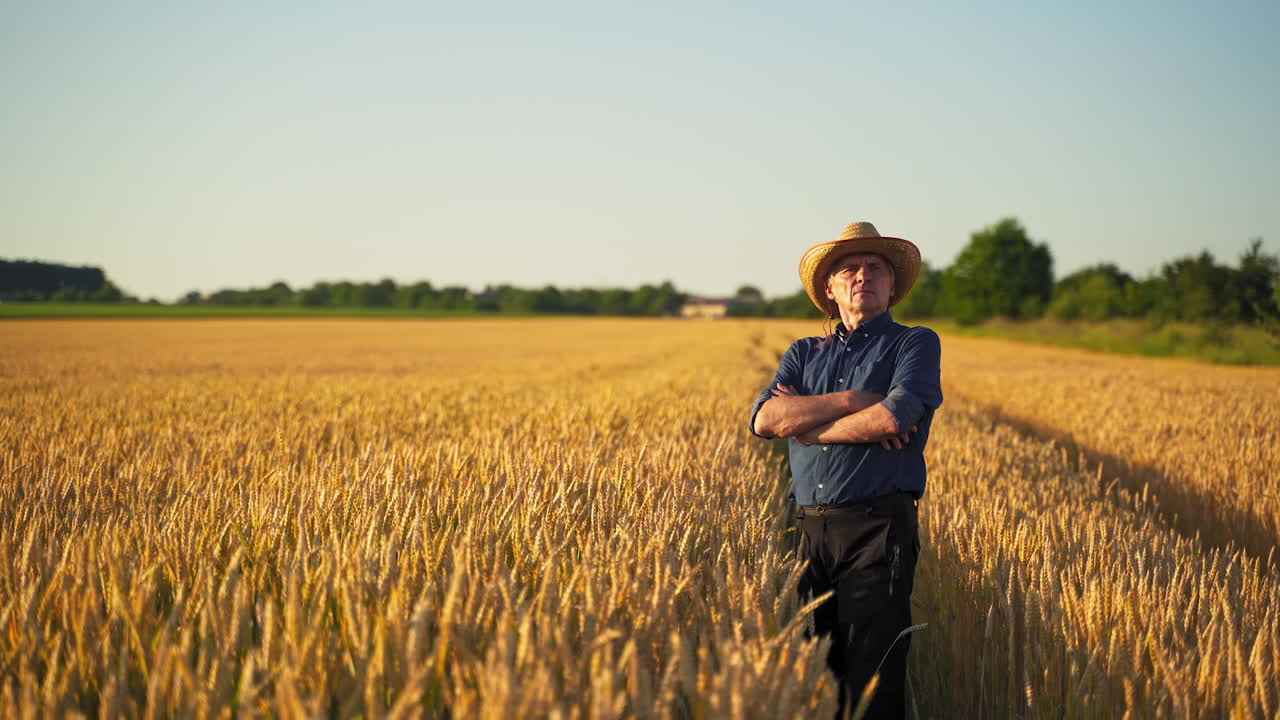 Old farmer in agricultural field. Agronomist in hat standing on a wheat field and looking at the ripeness of cereal. Agriculture business.