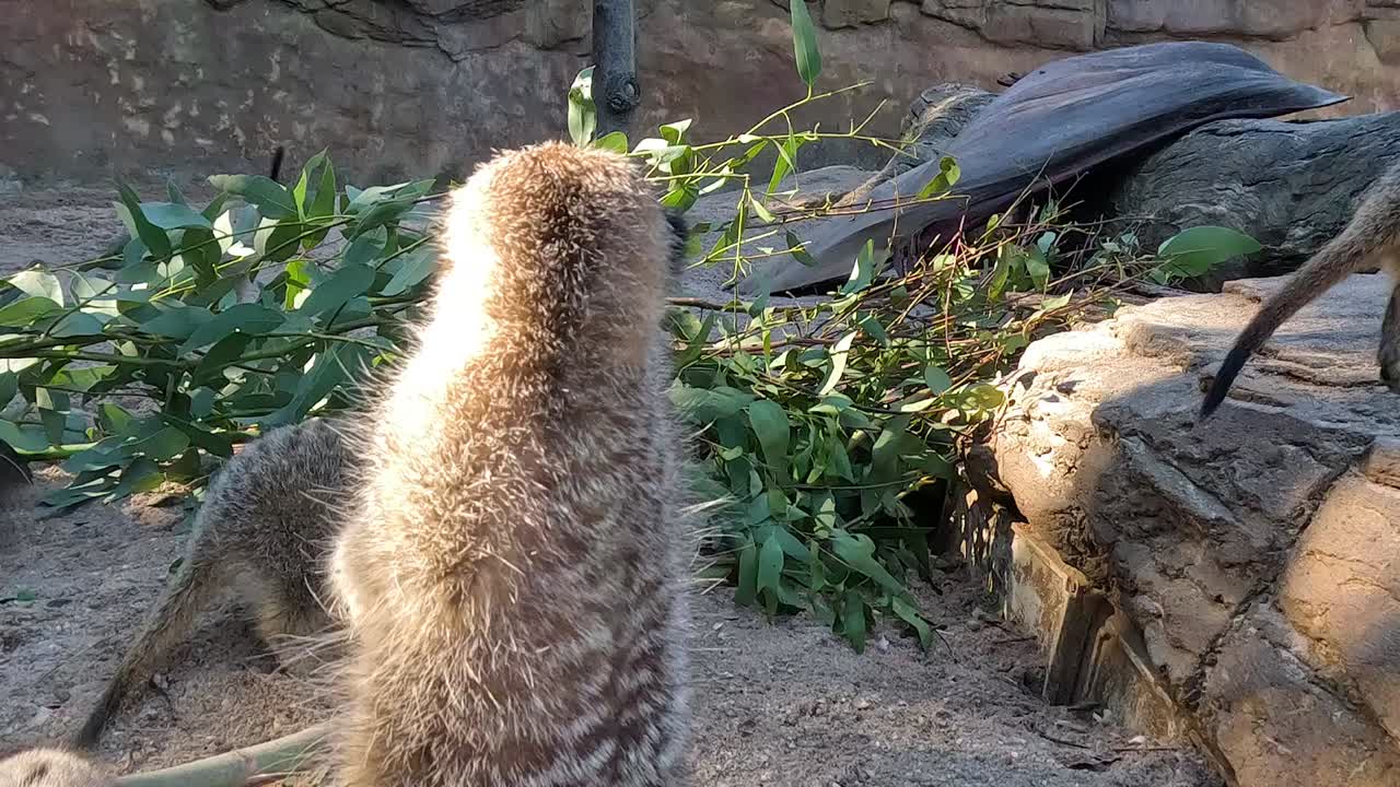Una sentinella suricata si erge sulle zampe posteriori mentre le altre vanno in cerca di cibo sullo sfondo