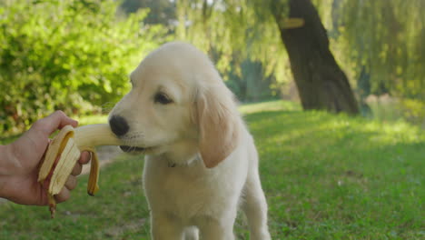 funny golden retriever puppy eats a banana from the owner's hand