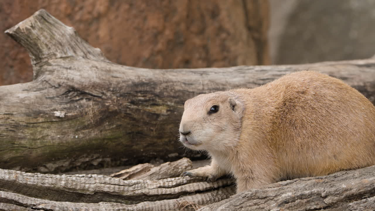The black-tailed prairie dog  Rodent Close-up Portrait.
