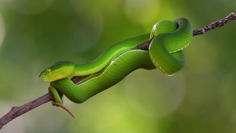 la víbora de labios blancos es una víbora venenosa endémica del sudeste asiático y a menudo se encuentra durante la noche esperando en una rama o rama de un árbol cerca de un cuerpo de agua con muchos alimentos