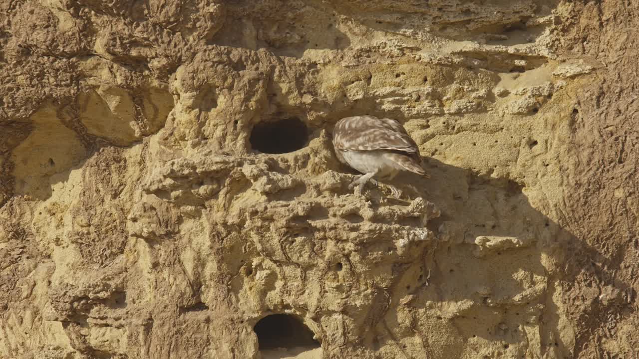 A young Little Owl (Athene noctua) sits at the entrance of its nesting hole in a clay cliff , and flies away