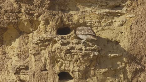 a young little owl (athene noctua) sits at the entrance of its nesting hole in a clay cliff , and flies away