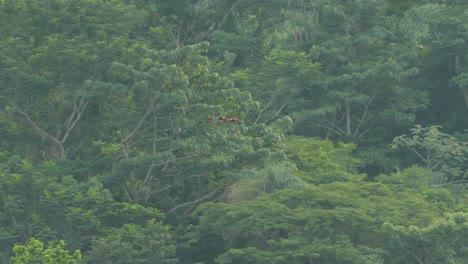 scarlet macaw soaring across the tree line of the costa rica evergreen forest