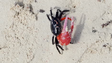 male fiddler crab on beach, crab with larger red major claw, closeup