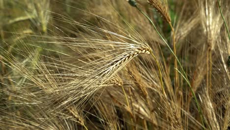 Ears-of-Wheat.-Close-Up.-Tuscany-in-June