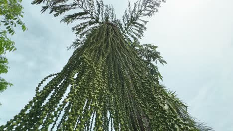 flowers of caryota urens palm swaying gently with the wind, it produces long, drooping inflorescences flower clusters also known as the fishtail palm