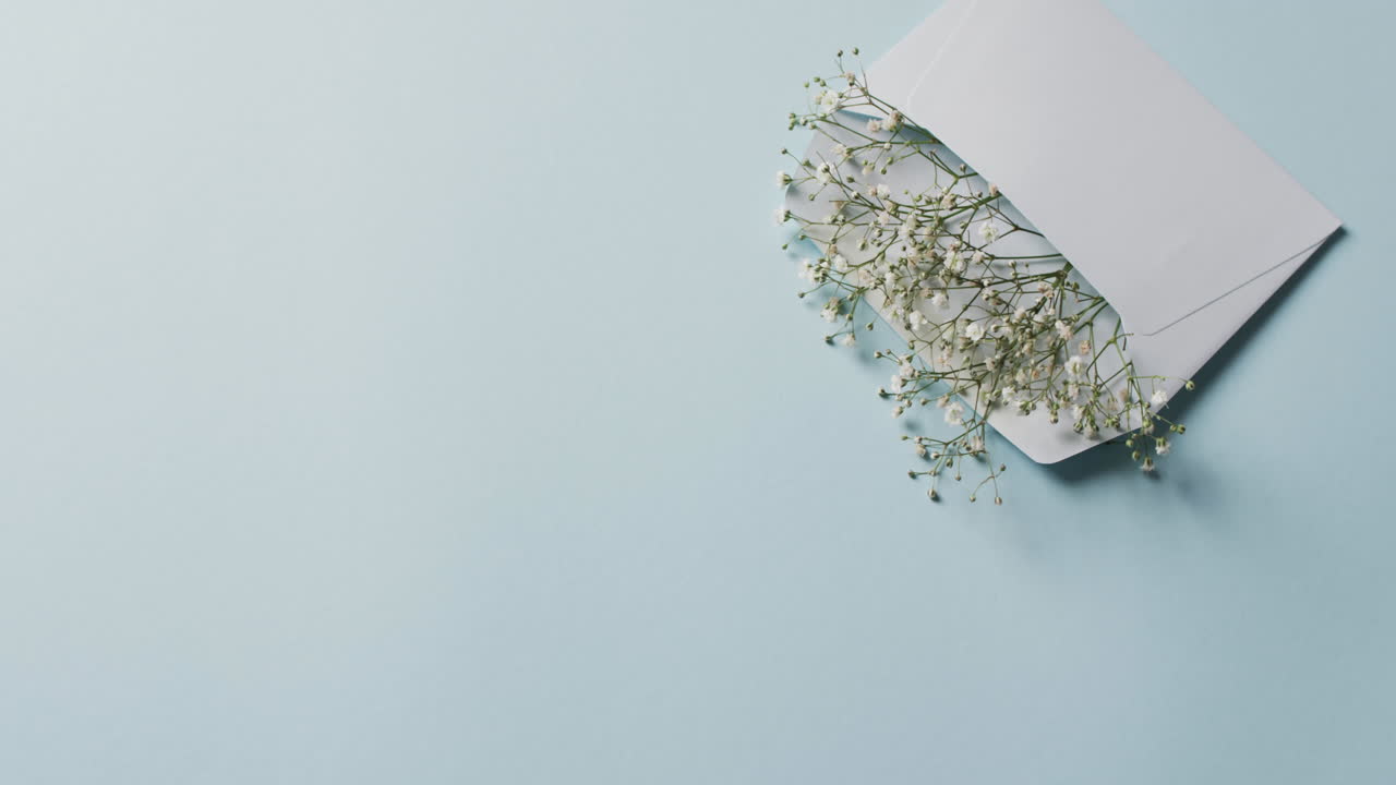 video de flores blancas en sobre blanco y espacio de copia en fondo azul
