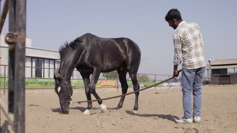 a slow-motion of a south asian man holding the leash of a beautiful strong black horse in a fenced area with stable and building in the background