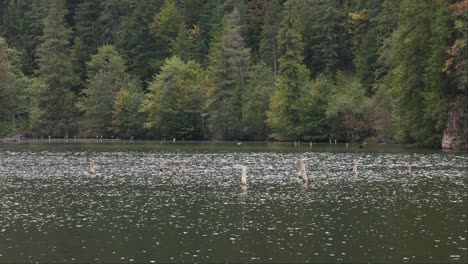 Plätscherndes-Wasser-Mit-Holzpfählen-Am-Lac-Rosu-Im-Kreis-Harghita,-Rumänien