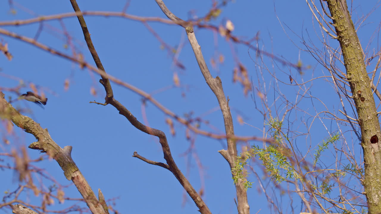 Intimate slow motion glimpse into purple martin mating aerobatics.
