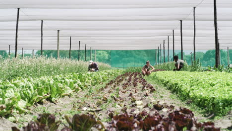 farmers working in a greenhouse filled with lettuce