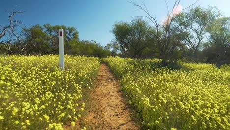 la cámara sigue el rastro de tierra roja a través de las flores silvestres nativas, australia occidental