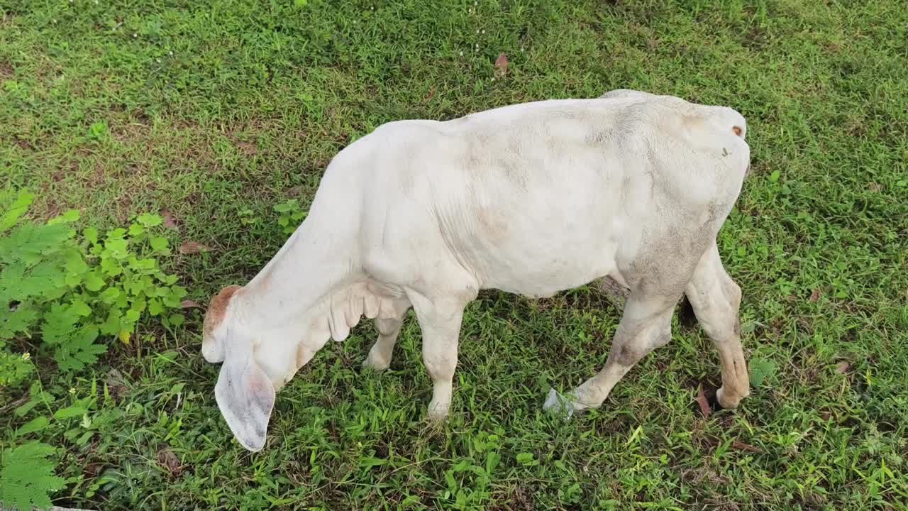 은  송아지 가 풀 을 먹고 있다
