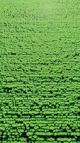 aerial top down view of sunflower field
