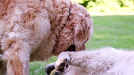 Dos-Perros-Labrador-Jugando-En-El-Jardín-En-Verano