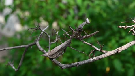 peacock mantis pseudempusa pinnapavonis camouflaged on a twig in its natural tropical forest habitat in thailand, asia